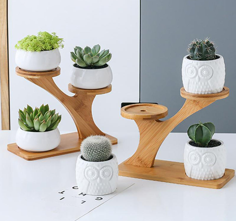 Succulent Pots & Bamboo Shelf - ESSENTIALS365