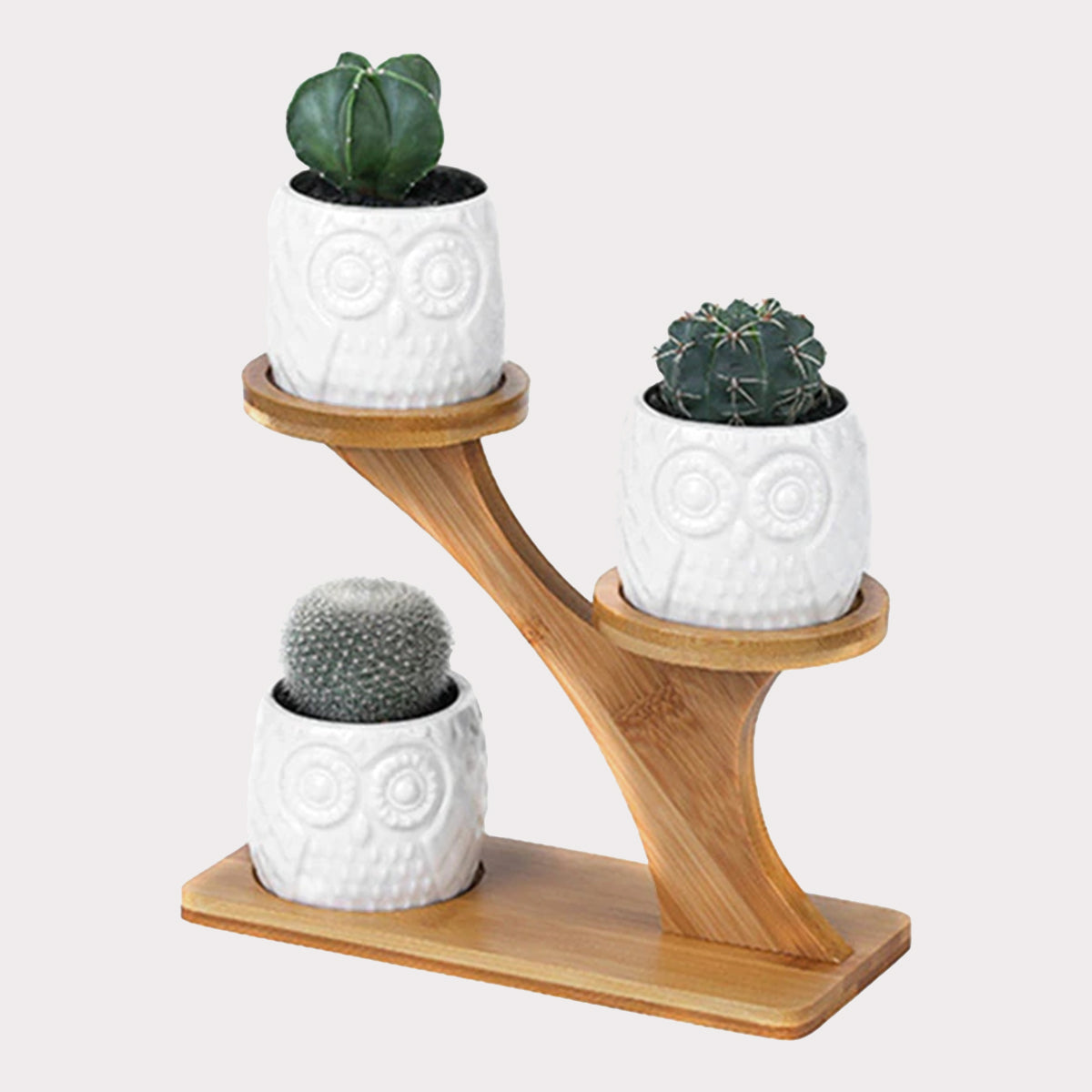 Succulent Pots & Bamboo Shelf - ESSENTIALS365