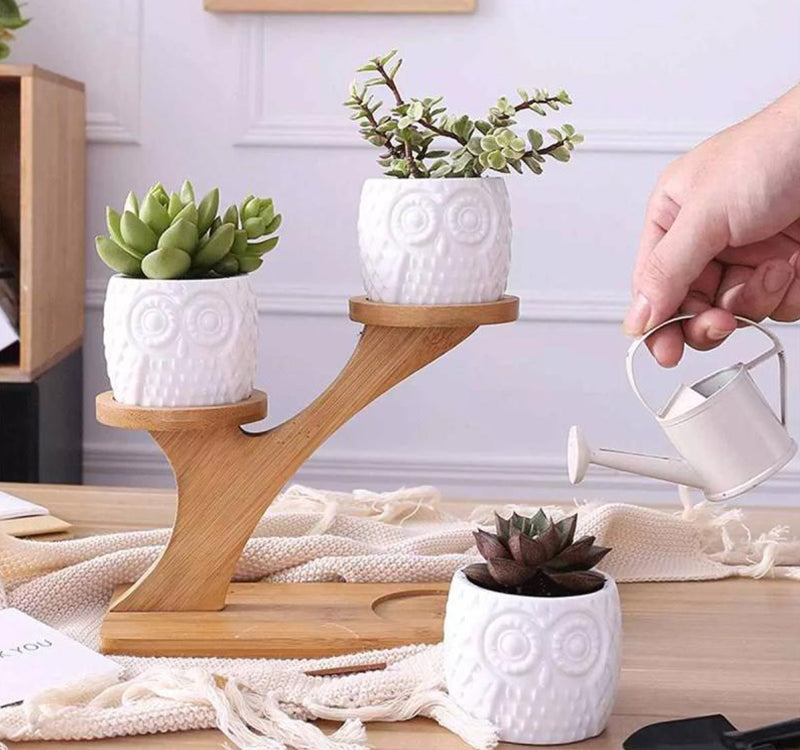 Succulent Pots & Bamboo Shelf - ESSENTIALS365