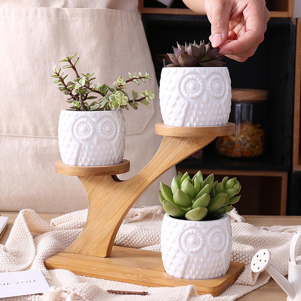 Succulent Pots & Bamboo Shelf - ESSENTIALS365