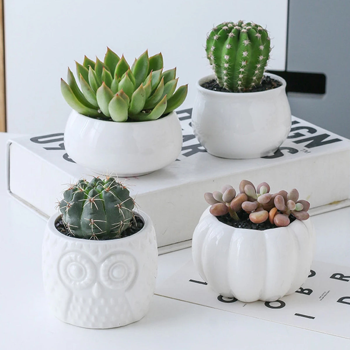 Succulent Pots & Bamboo Shelf - ESSENTIALS365